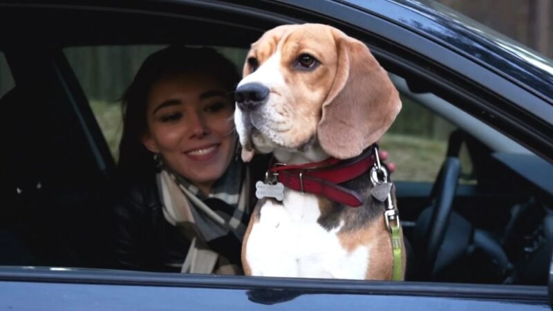 Multarán a Conductores Que Lleven Mascotas Como Copiloto carrosexpress